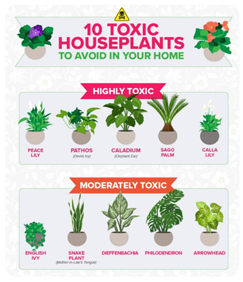 Ten Toxic House Plants To Avoid