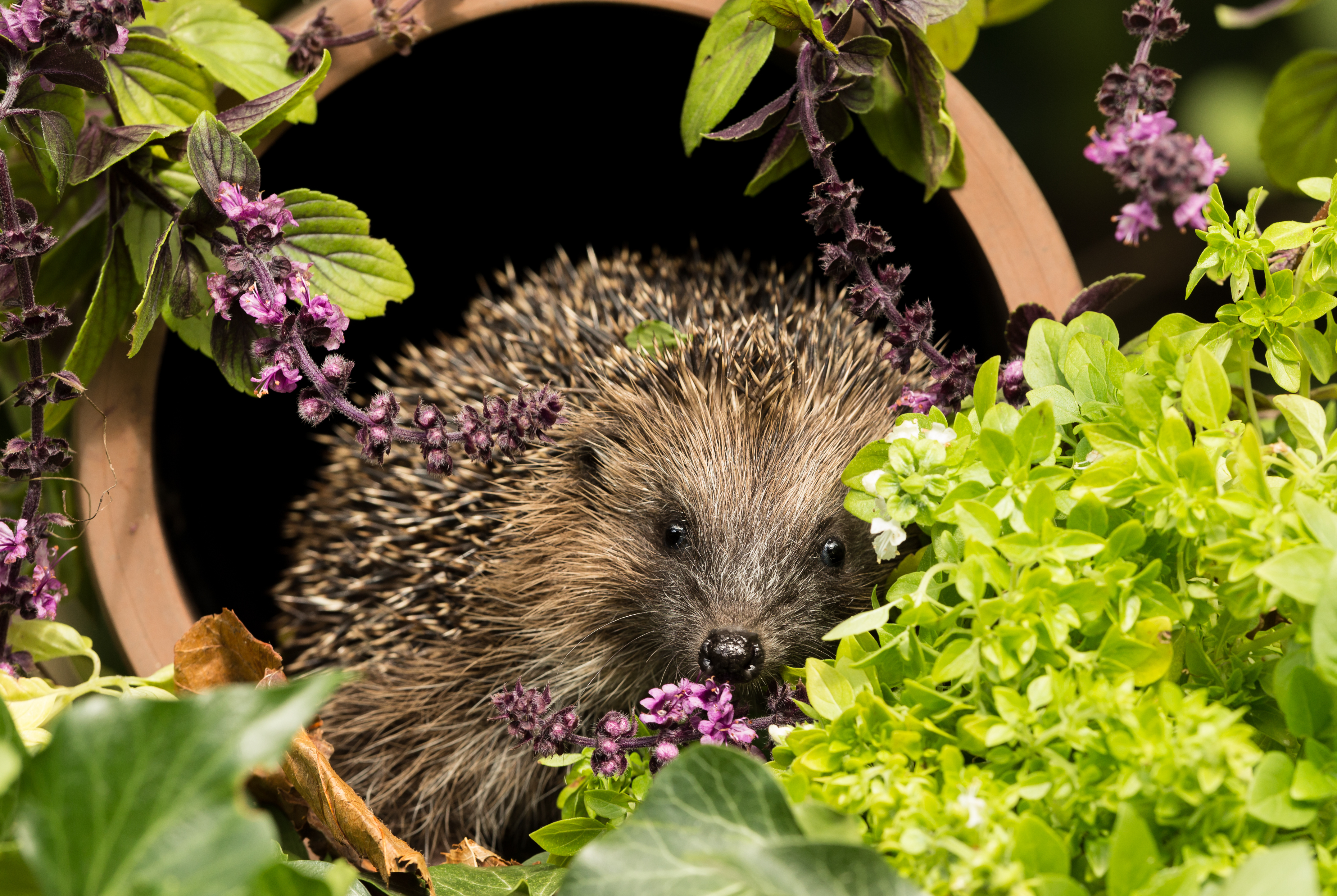 Simple ways to create a Wildlife-Friendly Garden  image