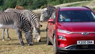 Safari Adventure VIP Experience with Hyundai at Chessington World of Adventures
