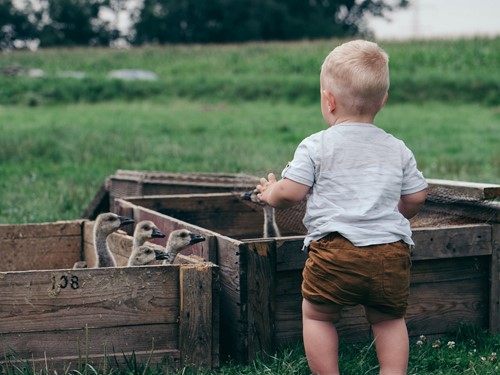 Child watching ducks