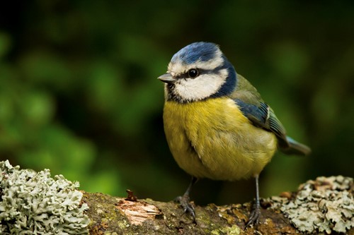 RSPB Big Garden Birdwatch 2021: How to get your kids involved  image