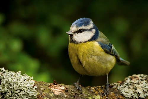 Blue Tit