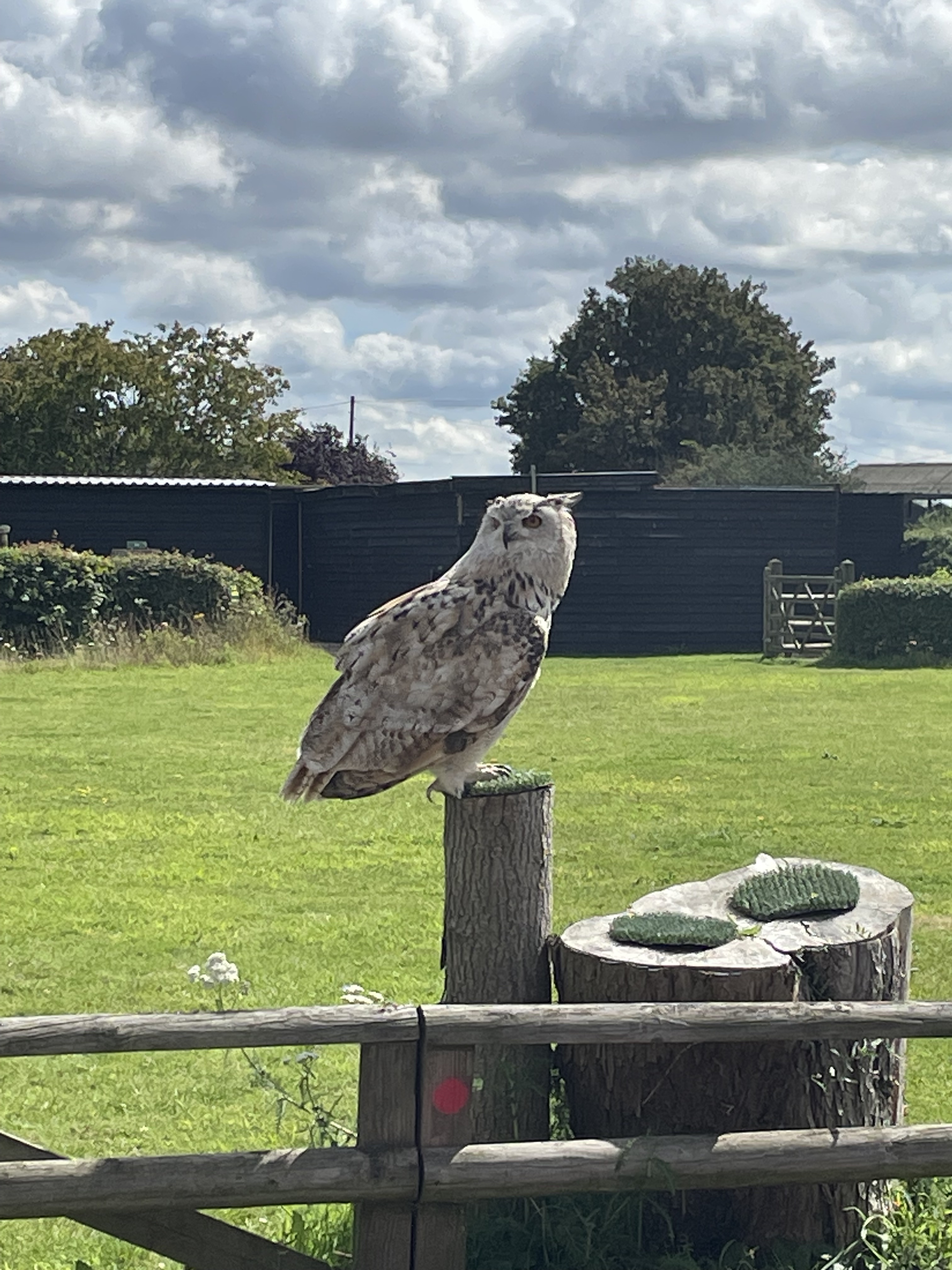 Review: Suffolk Owl Sanctuary  image