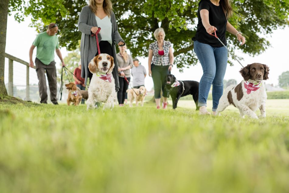 Great British Dog Walk at Waddesdon Manor, Buckinghamshire  image