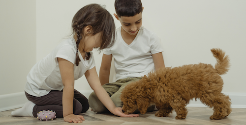 Why Dog Owners Should Consider Fostering a Child  image