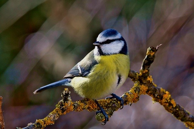Blue Tit image, Image by Federico Maderno from Pixabay